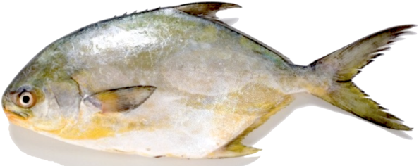 Golden Pompano Fish - Fish That Taste Like Crab (600x600)