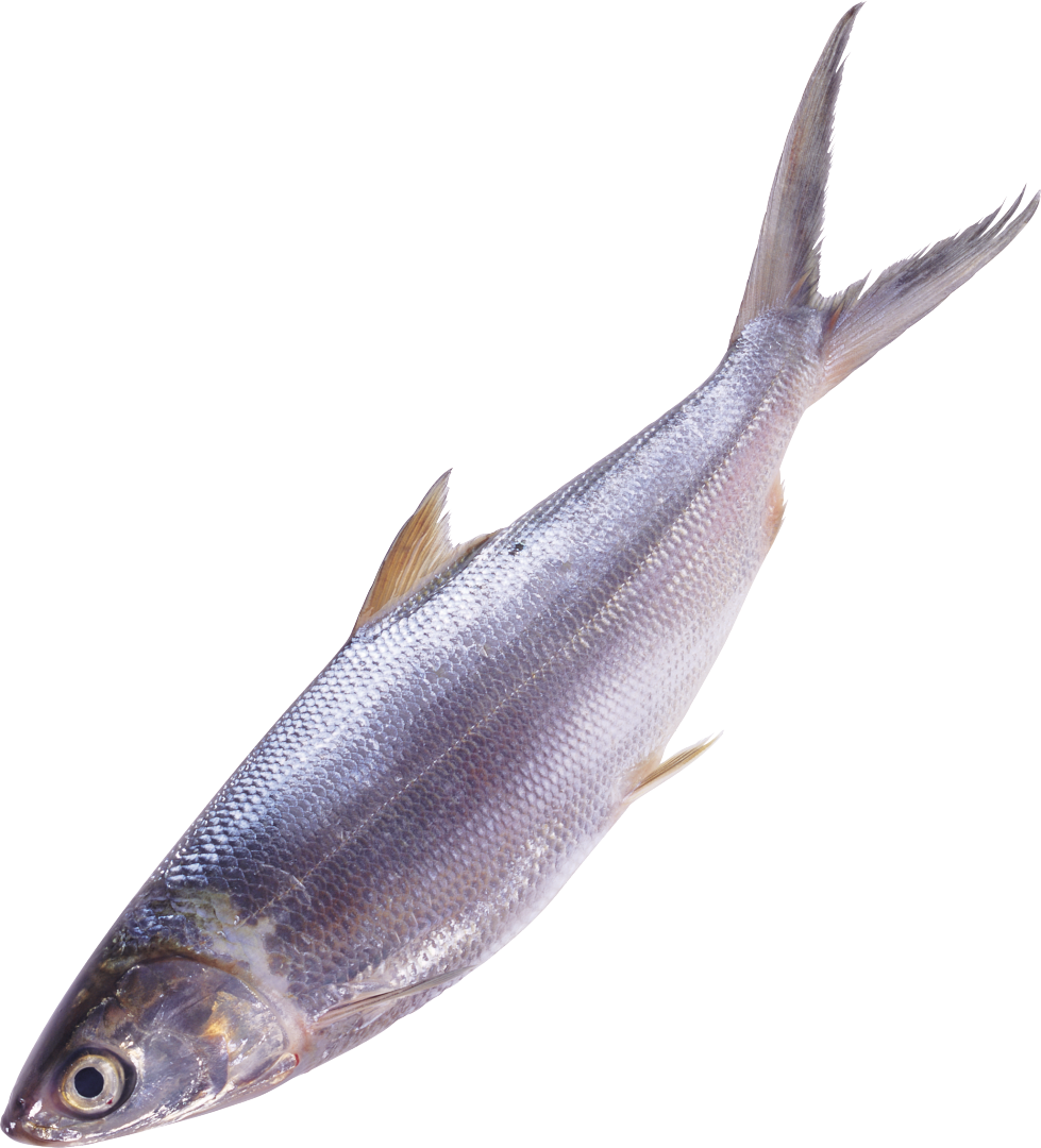 Изображение Для Плейкаста - Fish No Background Png (979x1080)