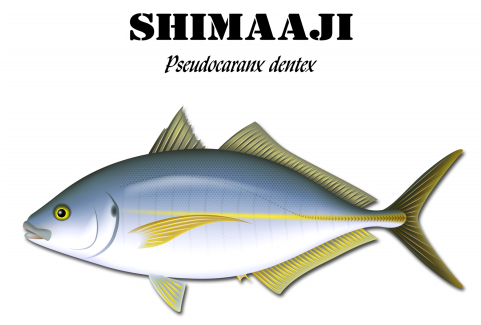 Shimaaji - Kombat Uk (480x480)
