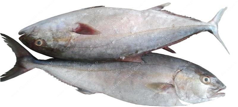 Gelbschwanz Makrele - Pacific Saury (800x399)