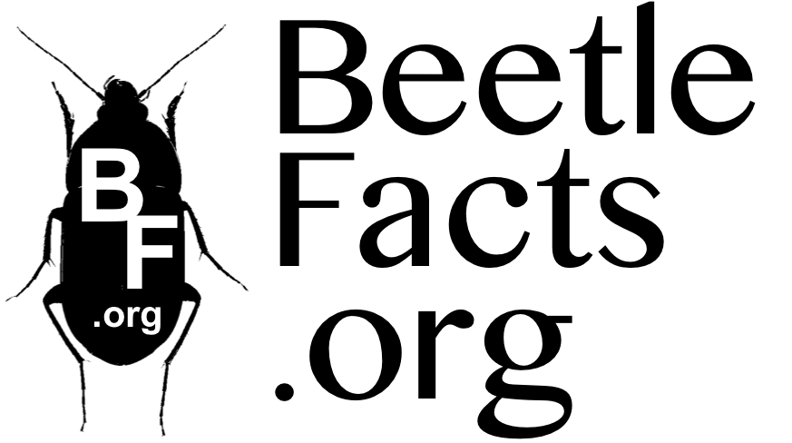 Beetle (872x593)