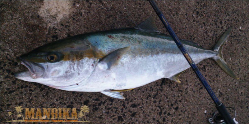 Tailwalk Manbika - Albacore Fish (800x800)