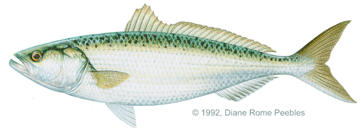 Kahawai - Oily Fish (720x261)