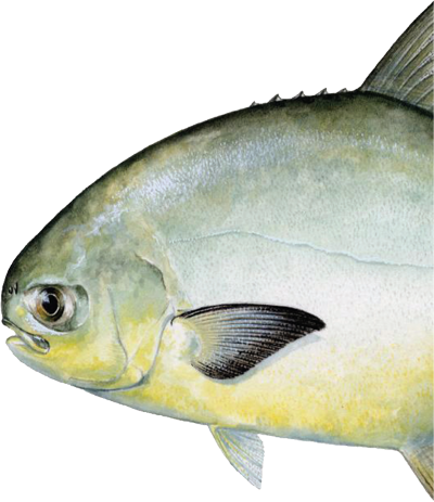 Pompano Are Notorious For Turning On And Off For Reasons - Pompano Fish (400x463)