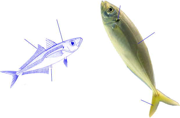 Jurel Mediterraneo - Mediterranean Horse Mackerel (630x470)