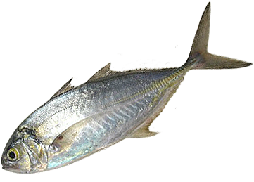 Изображение - Albacore Fish (363x332)