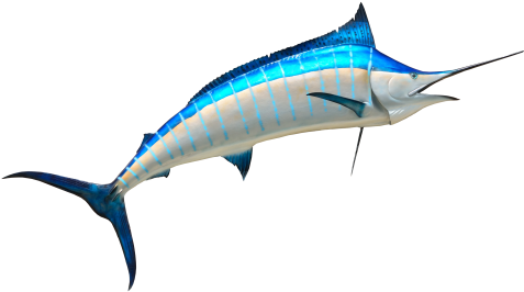 Fish Png Transparent Image - Fish Png (500x287)