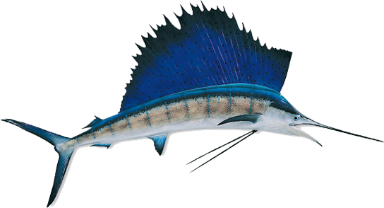 Difference Between Sailfish And Swordfish (544x294)