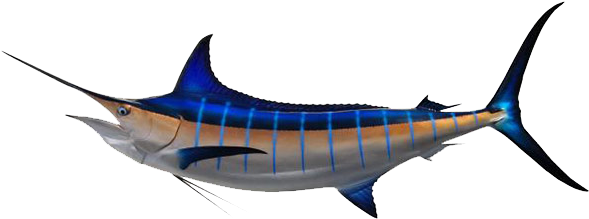 Marlin Fish - Atlantic Blue Marlin (640x284)