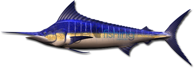 Blue Marlin - Atlantic Blue Marlin (648x350)
