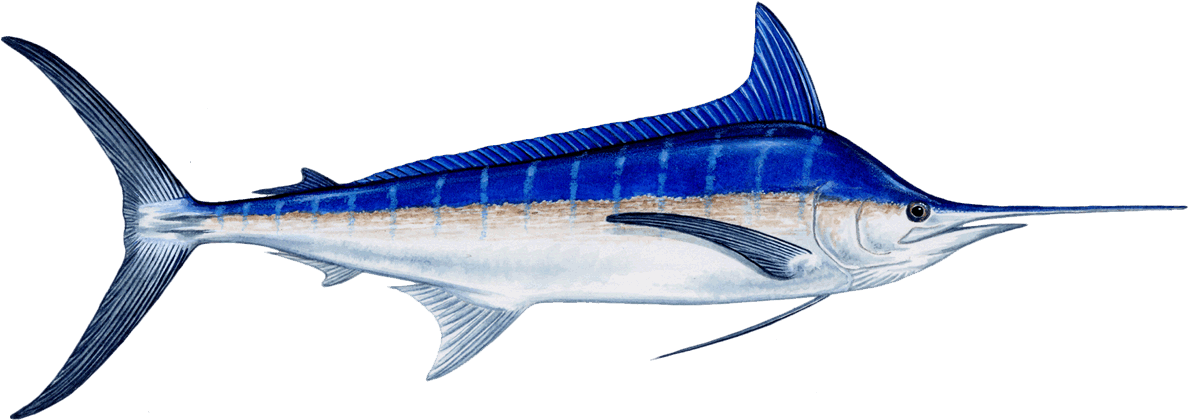 A Short But Elongate Dorsal Fin, And A Thin Caudal - Blue Marlin Fish (1200x419)
