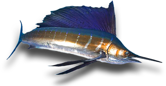 Billfish Feeding On Bait - Atlantic Blue Marlin (575x303)