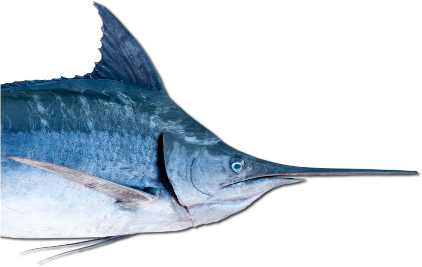 Swordfish Marlin Oily Fish Barracuda - Swordfish Marlin Oily Fish Barracuda (872x598)