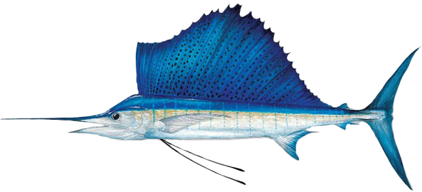 Большой Парусник - Sailfish (612x279)