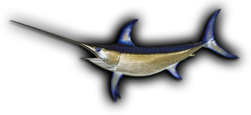 Swordfish Fish Mount - Sword Fish Head Png (800x369)