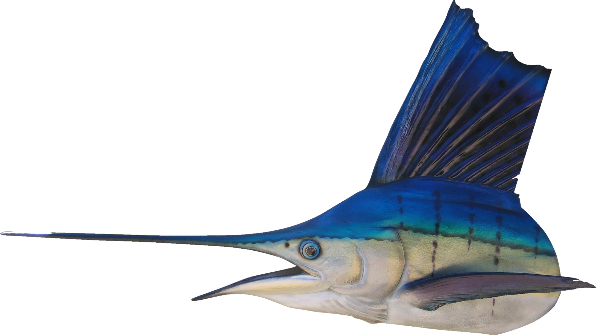 Each Fish Mold Is Originally Created From An Actual - Atlantic Blue Marlin (597x335)