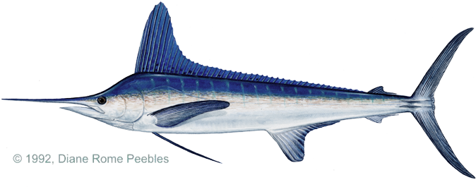 Marlin, White - Como Se Reproduce El Pez Espada (720x271)