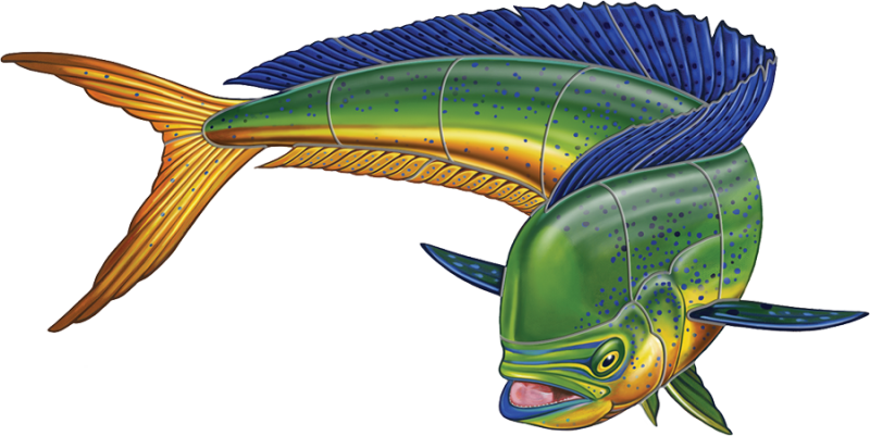 Porc Mm46 36 36"x18" Mahi Mahi Downward Porcelain Pool - Mahi Mahi Clipart (800x401)