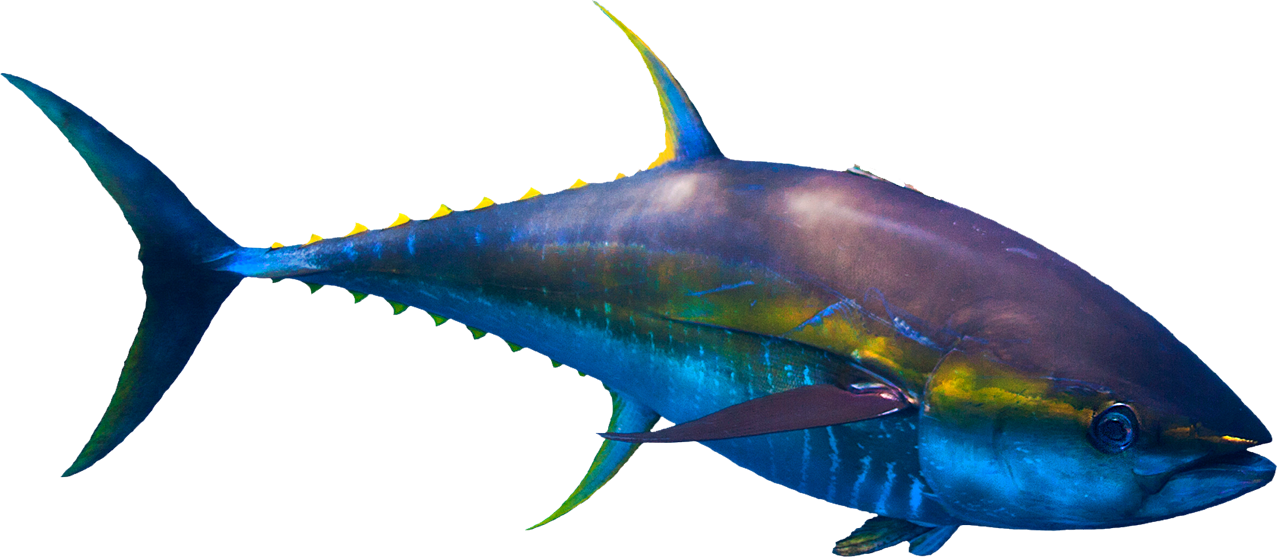 Magazine Articles - Marlin (1277x557)