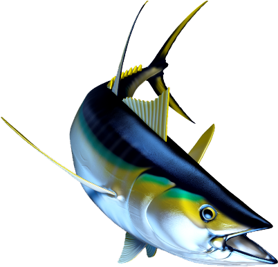 Numerous Health Benefits Of Tuna - Atlantic Blue Marlin (490x426)