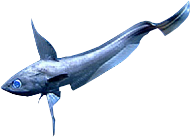 Cat Fish (423x292)