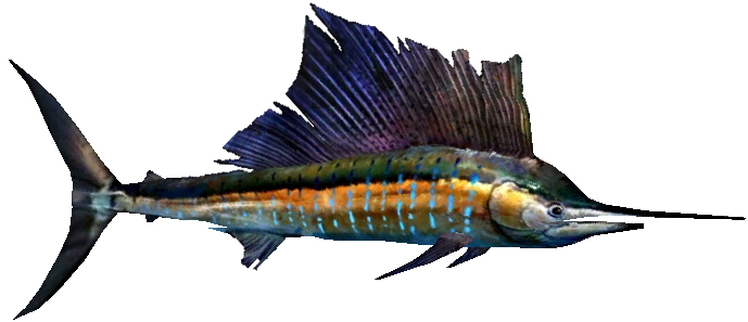 Atlantic Sailfish - Sailfish Png (688x688)