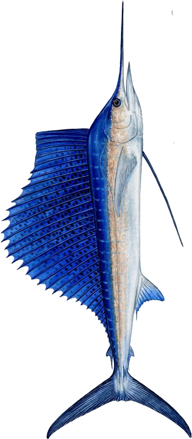 Rex Down Fish Merchants Has Been Established Since - Atlantic Blue Marlin (401x900)