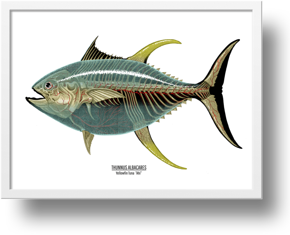 Mackerel Swordfish Albacore Yellowfin Tuna - Sailfish (1024x834)
