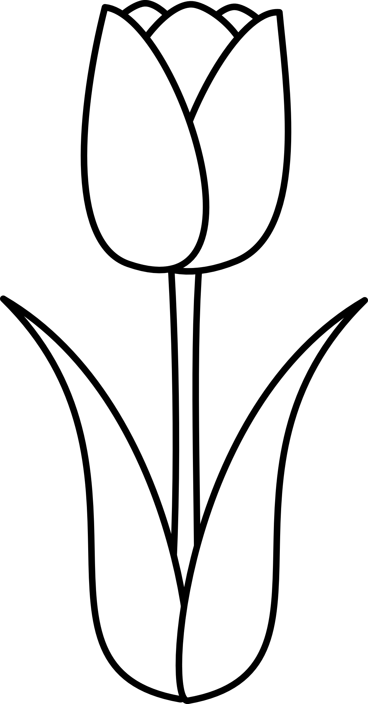 Tulipan - Tulipanes Para Colorear (1173x2246)