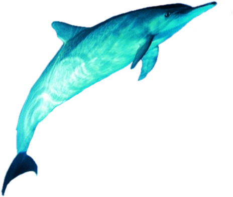 Golfinhos - Imagens De Golfinhos Png (480x450)
