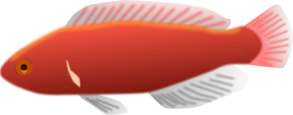 Free Aquarium Fish - Peces De Acuario Png (958x376)