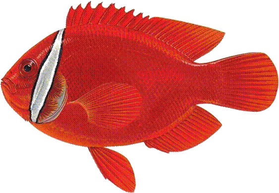 白条双锯鱼简介 白条双锯鱼（amphiprion Frenatus ） - Garibaldi (fish) (588x403)