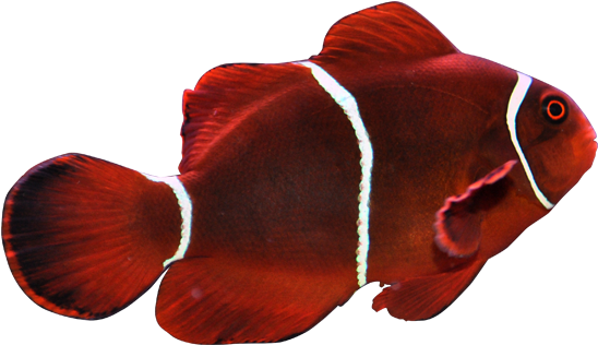 透红小丑maroon Clownfish - Maroon Clownfish (600x599)