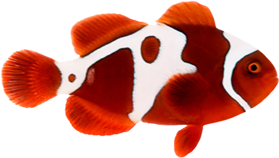 褐红金闪电小丑 - Maroon (600x599)