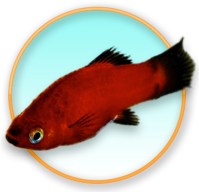 Red Wag Platy - Goldfish (400x400)