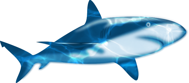 Blue Sea Shark Material Free To Pull - Blue Sea Shark Material Free To Pull (800x355)