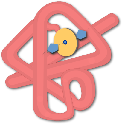 Globin Molecule Demonstrated In Myoglobin - Hemoglobin And Myoglobin (770x550)