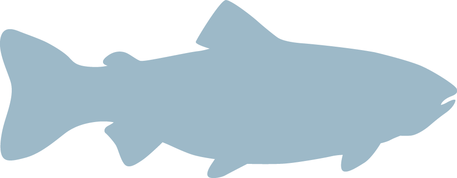 Trout Fish Outline Download - Outline Of A Trout (936x366)