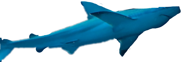 More - Bronze Hammerhead Shark (696x240)