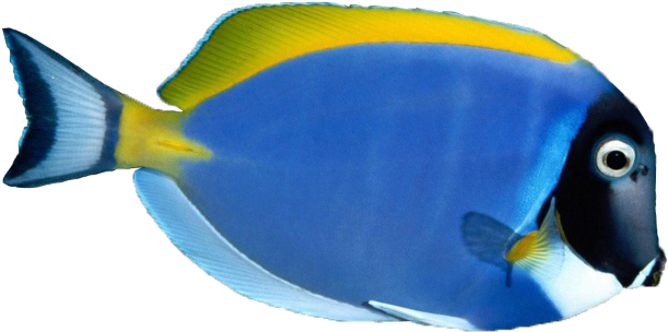 Mineral Trails On Rocks - Coral Reef Fish (638x368)