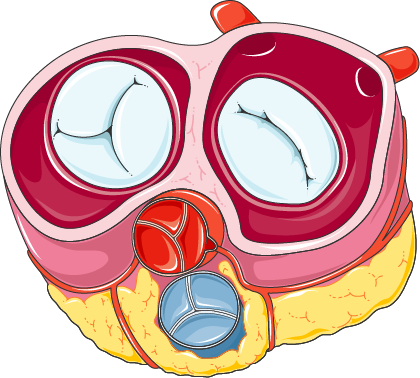 Glands - Valves Of The Heart (420x378)