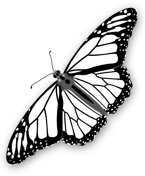 Clipart Info - Monarch Butterfly Outline Png (510x598)