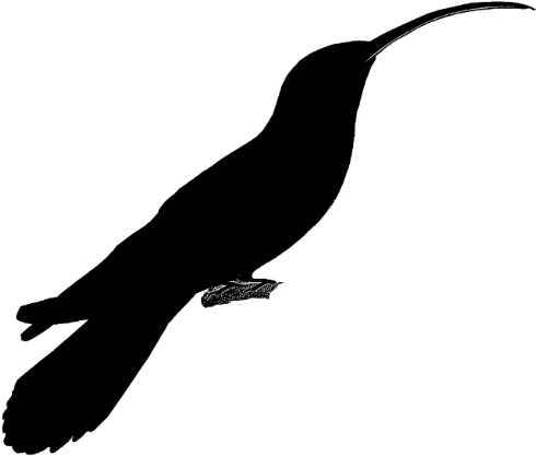 Hummingbird (520x442)