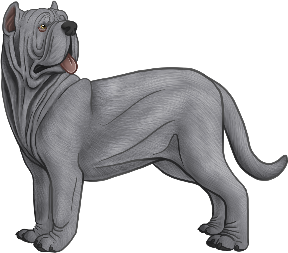 Neapolitan Mastiff Drawing - Neapolitan Mastiff (1000x882)