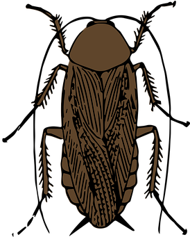 Animal Bug Cockroach Insect Cockroach Cock - Cockroach (408x340)