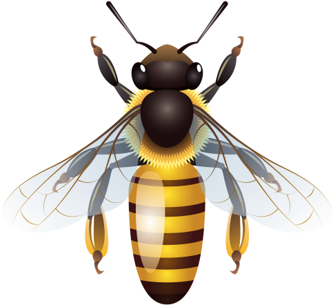 Bee Png Clip Art - 일러스트 곤충 (850x779)
