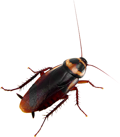 Bu-69 - Michigan Cockroach (396x450)