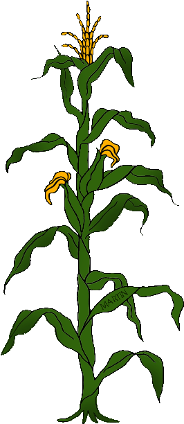State Grain Of Wisconsin - Clip Art Corn Plant (313x648)