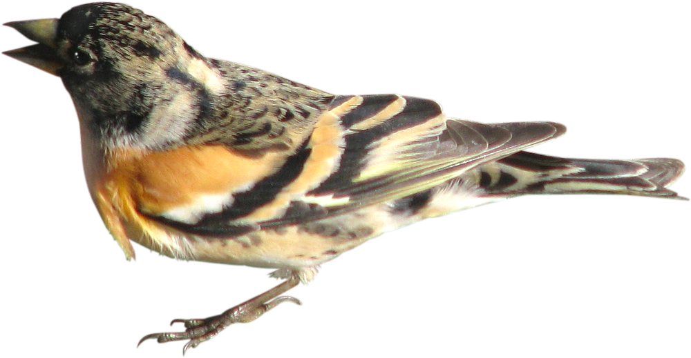 Bird Brambling Domestic Pigeon Finch Sparrow - Bird Brambling Domestic Pigeon Finch Sparrow (1000x519)