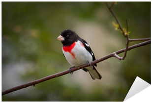 A Rose-breasted Grosbeak Çıkartması Pixerstick • Pixers® - Rose Breasted Grosbeak (400x400)